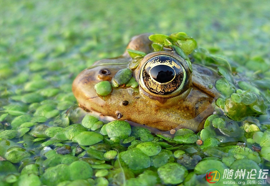 青蛙王子  作者  istvan froghunter.jpg