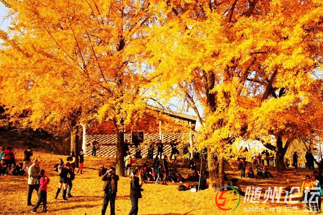 銀杏谷.jpg