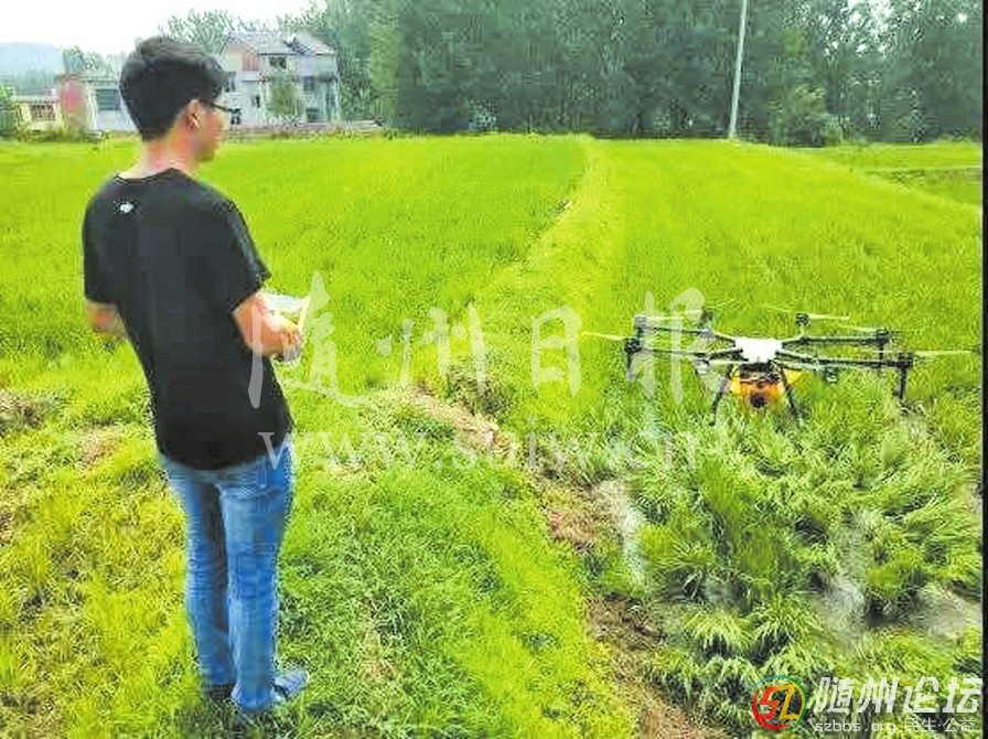 每日一景/隨縣高城鎮(zhèn)大橋村開展無人機除草、防蟲治病服務