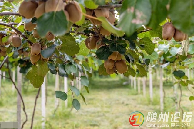 隨州太白頂景區(qū)開展現(xiàn)場評比推動項(xiàng)目建設(shè)