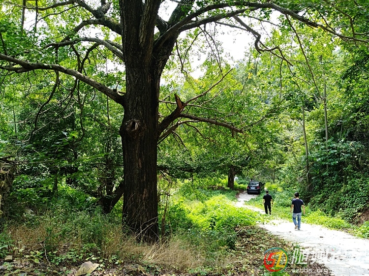 聽(tīng)草根講述：隨州洛陽(yáng)小嶺沖的傳奇故事之四---銀杏古韻